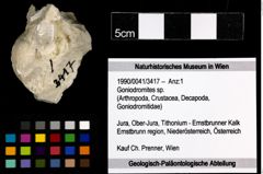 Foto (Objekt + Etiketten) von Goniodromites sp. 